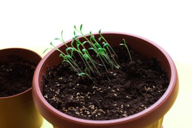 Tohumlar zengin topraktan filizleniyor, ekiliyor. Tarım, bahçıvanlık. Bitki gelişimi tohumdan fidana evrimi, ekoloji kavramı.