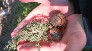 Akdeniz selvi ağacı konisi ve insan ellerinde dal. Güneş ışığı ellerde ve konilerde. Doğa kavramının güzelliği.