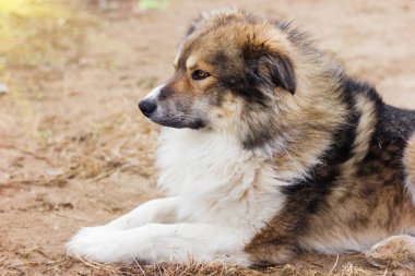 Yerde yatan sevimli, tüylü bir köpek. ciddi tüylü köpek kahverengi, beyaz ve gri renkli. veteriner kliniği, barınak evlat edinme veya köpek bakıcılığı konsepti.