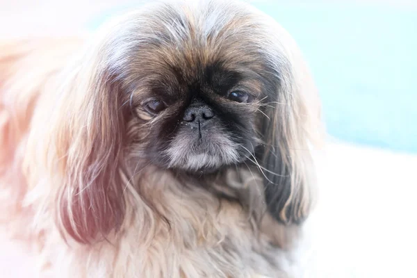 Belo cão Pekingese olhando para a câmera . — Fotografia de Stock