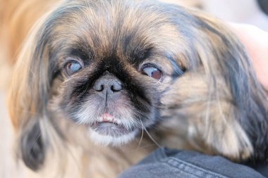 Güzel Pekin köpeği kameraya bakıyor.. 