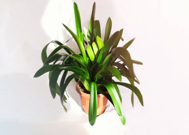 Clivia minyatür fabrikası. Beyaz arka planda gölgeli güzel bir çiçek.