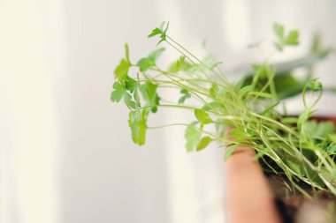 Cilantro yetiştirilen filizler ya da bir ev bitkisi, mutfak bahçesinde taze filizler. Parlak ışık bitkileri besliyor. Ev dayanıklılığı konsepti. Pencerenin yanında taze yeşiller büyüyor.