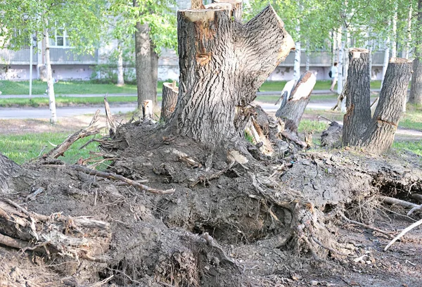 uprooted trees in the city. old trees cut and deleted. city landscaping work. urban building and making walking roads.