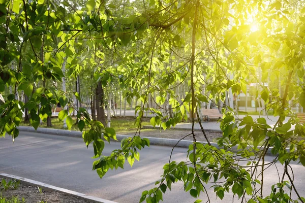 summer evening in green city. sunshine over tree branches. bright green tree leaves and yelloy sun rays. calm summer city. empty road. poster or calendar page