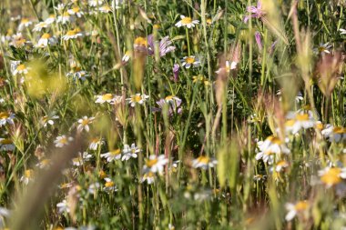 Marguerite tarlası bahar günbatımında 