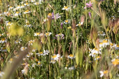 Marguerite tarlası bahar günbatımında 