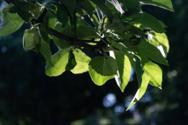 Gün batımında yeşil yapraklar