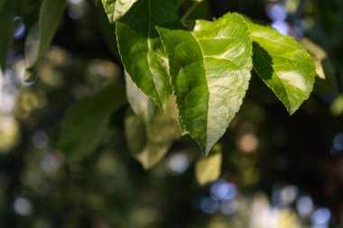 Gün batımında yeşil yapraklar