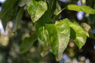 Gün batımında yeşil yapraklar