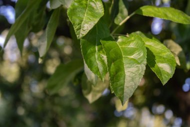 Gün batımında yeşil yapraklar