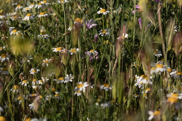 Marguerite Tarlası Bahar Günbatımında — Stok fotoğraf