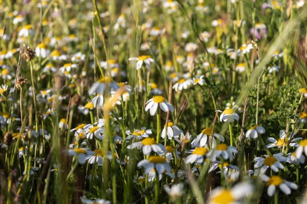 Marguerite tarlası bahar günbatımında 