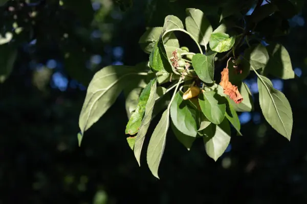 Gün batımında yeşil yapraklar