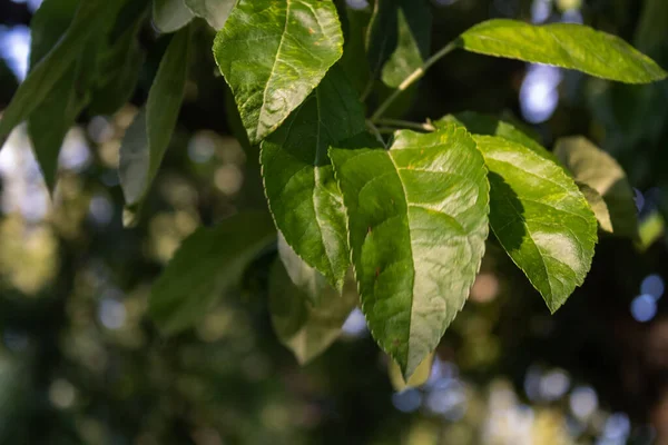 Gün batımında yeşil yapraklar