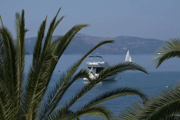 Muhteşem sahil manzarası Palmiye ağacı ve deniz