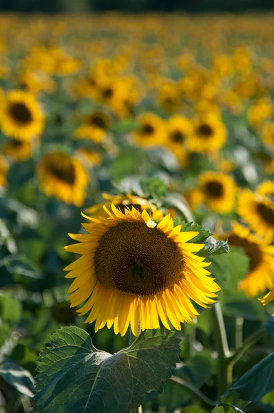 Güzel, parlak ayçiçeği tarlası arka planında büyük, sarı bir çiçek odaklı.
