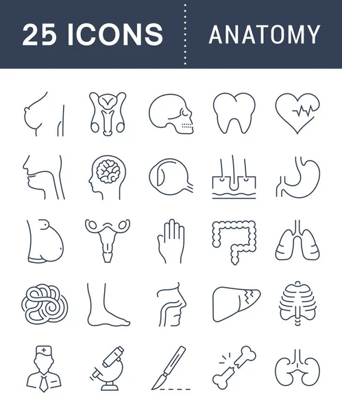 Ensemble vectoriel ligne plate Icônes anatomie — Image vectorielle