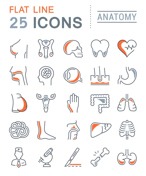 Set Vector Línea Plana Iconos Anatomía — Vector de stock