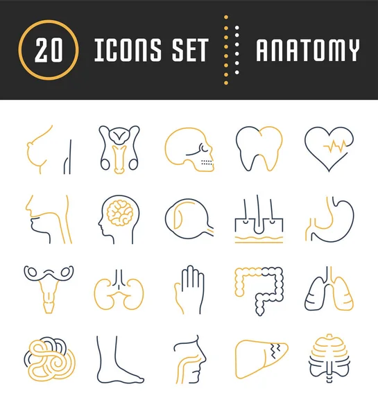 Set Vector Flat Line Icons Anatomy — Stock Vector