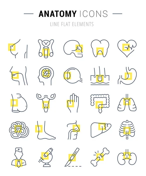 Set Vector Línea Plana Iconos Anatomía — Vector de stock