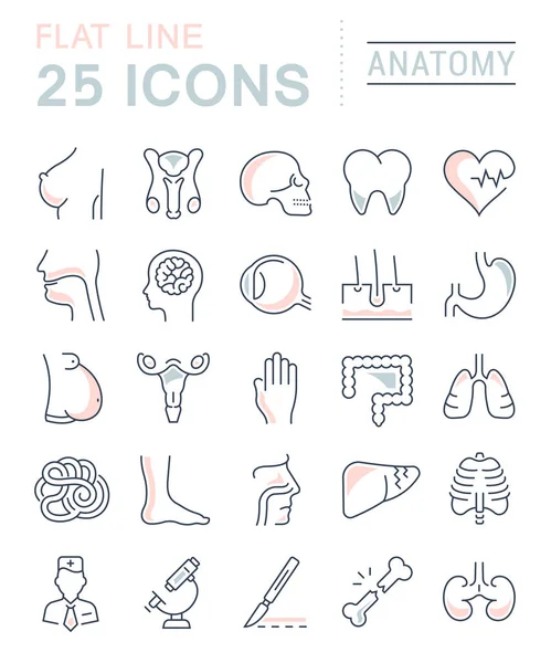 Set Vector Línea Plana Iconos Anatomía — Vector de stock