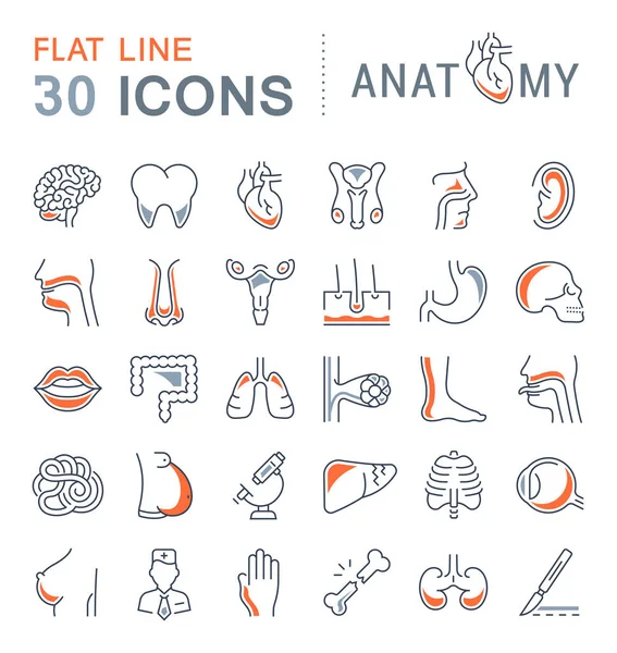 Conjunto de iconos de línea de anatomía y fisiología — Vector de stock