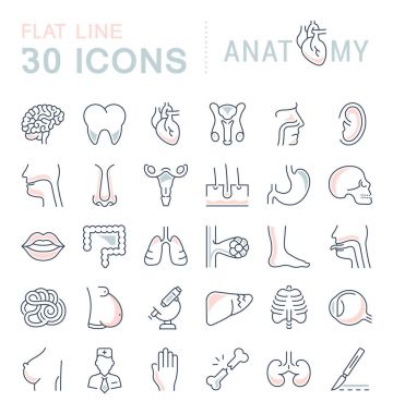 Set of Line Icons of Anatomy and Physiology clipart