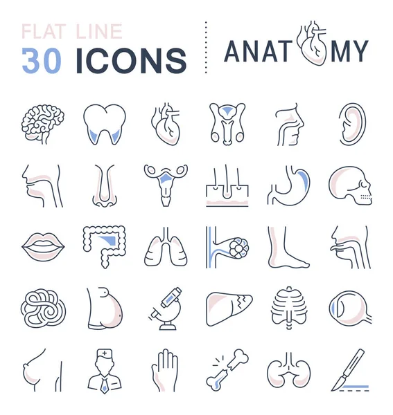 Conjunto de iconos de línea de anatomía y fisiología — Vector de stock