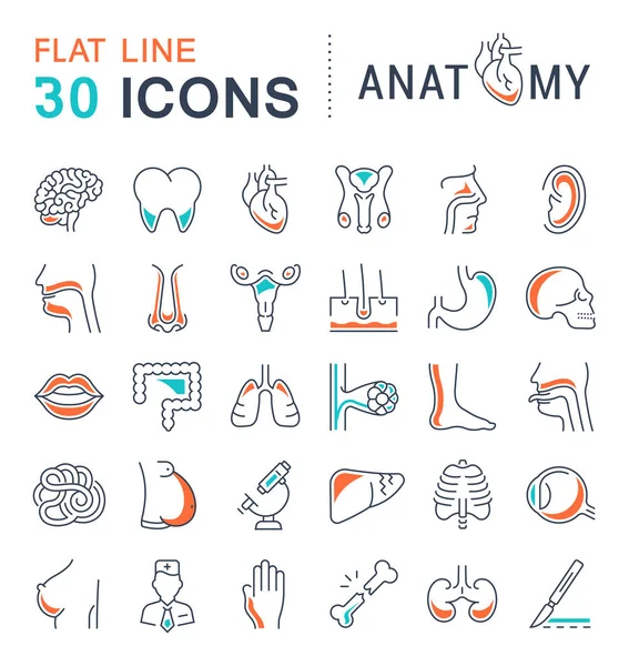 Serie di Icone di Linea di Anatomia e Fisiologia — Vettoriale Stock