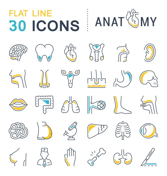 Set van lijn iconen van anatomie en fysiologie — Stockvector