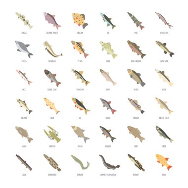 Tatlı su balık vektör düz Icons set