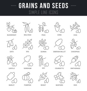 Tahıl ve tohum vektör hat Icons set.