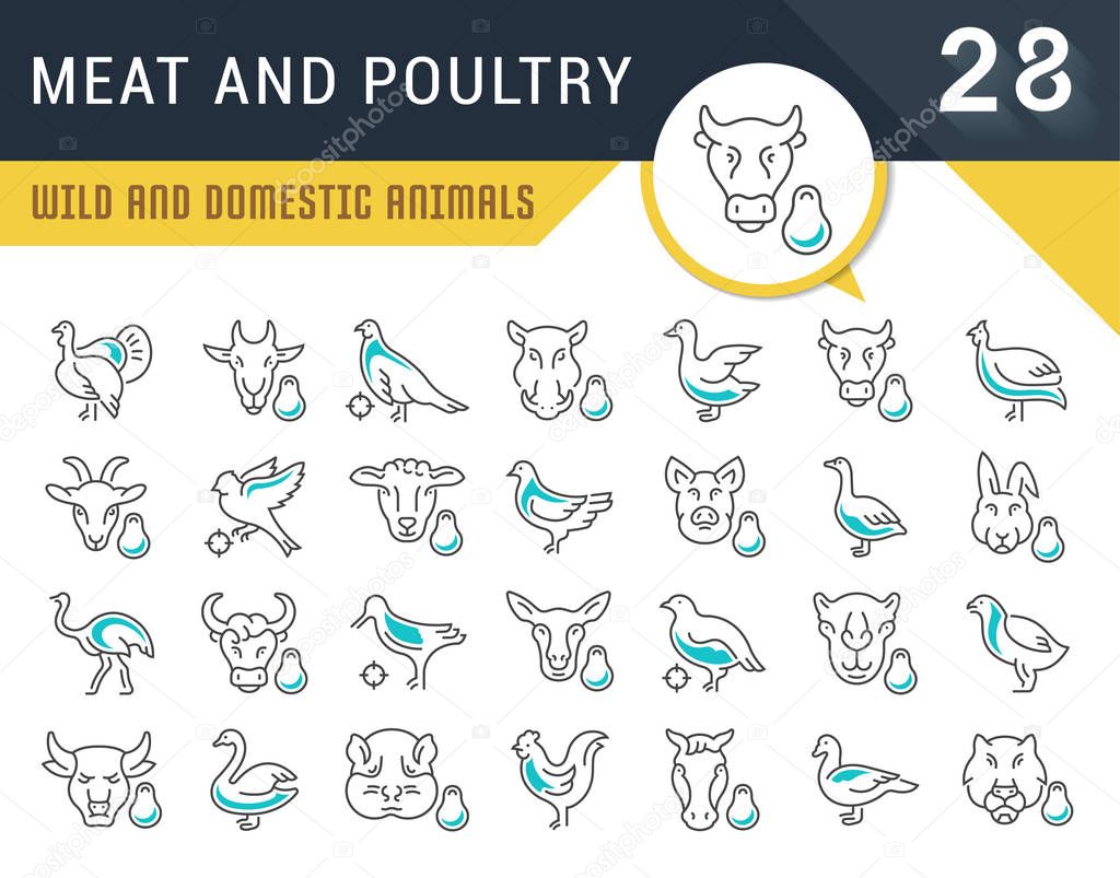 Set of vector line icons, sign and symbols of meat and poultry for modern concepts, web and apps. Collection of infographics logos and pictograms.