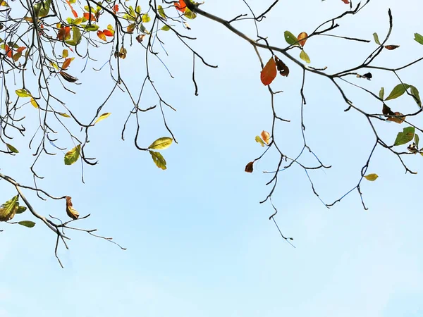 Branches with green and orange foliage against light blue sky in the background