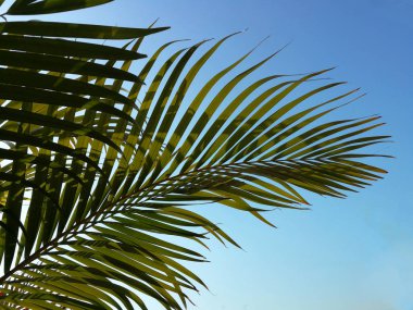 Tropik hindistan cevizi yaprağı. Parlak gökyüzüne karşı yeşil hindistan cevizi yaprakları