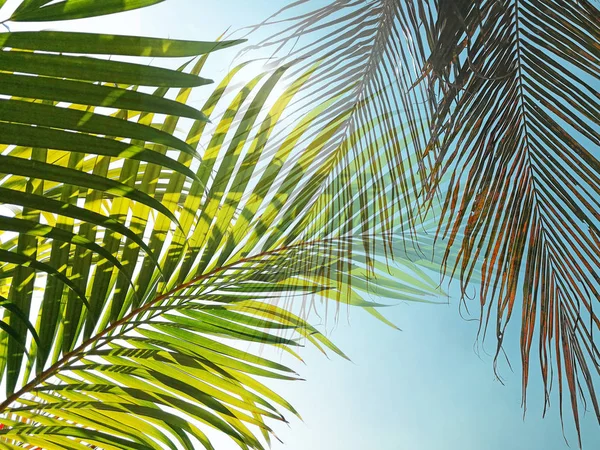 Tropical palm fronds against blue sky. Green coconut palm leaves. Concept about freedom and relax.