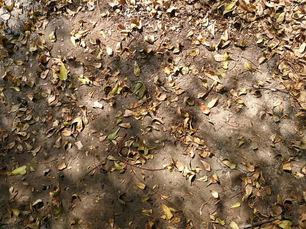 Сухие Листья Земле Полная Рамка Фона — стоковое фото