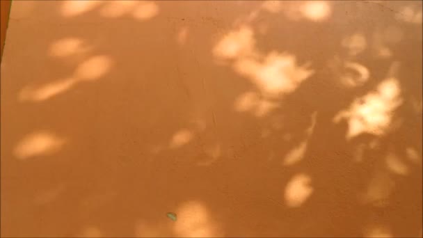 树阴摇曳在橙色的墙上 — 图库视频影像