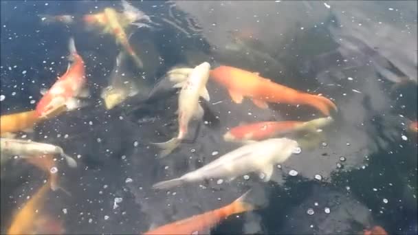 鲤鱼鱼在池塘里游泳 — 图库视频影像