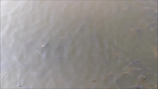 Peces Nadando Estanque — Vídeo de stock