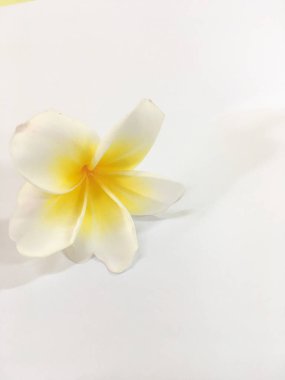 Beyaz arka plan üzerinde beyaz plumeria çiçek