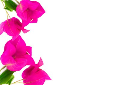 Pembe begonviller beyaz arka plan üzerinde izole