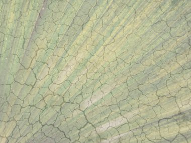 Yeşil palmiye yaprağıyla çatlamış toprak.