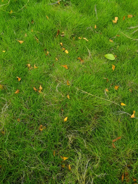 Полный Кадр Зеленого Поля Травы Вид Сверху Травинка Травяное Поле — стоковое фото