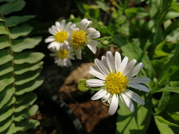 Vit Liten Blomma Trädgården — Stockfoto