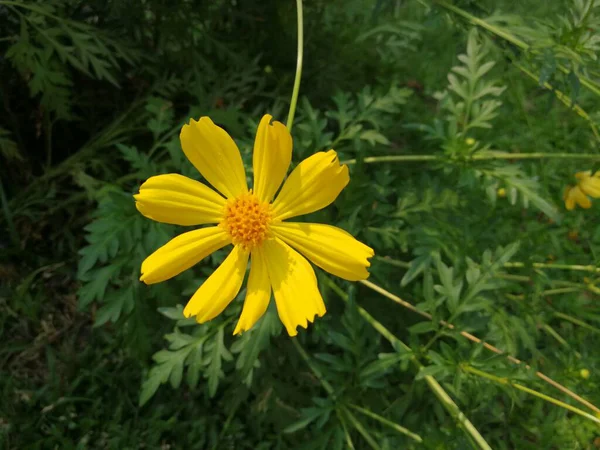 Cosmos Amarelo Flor Jardim — Fotografia de Stock