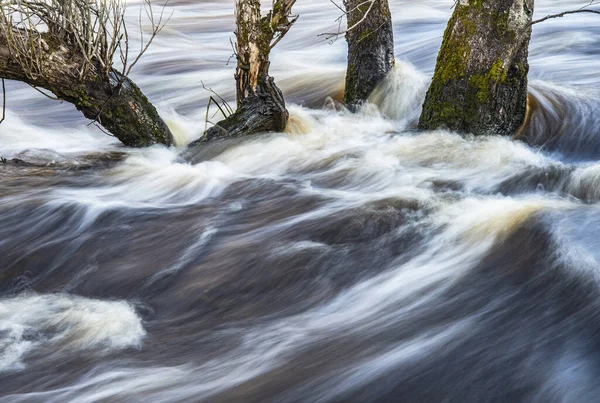 Rivière Coule Travers Les Arbres Printemps Dans Nature Suédoise Fin — Photo