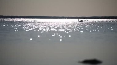Güneşin doğuşuyla ufukta yüzen bir kuğu Güneş 'ten gelen köpüklü suyla