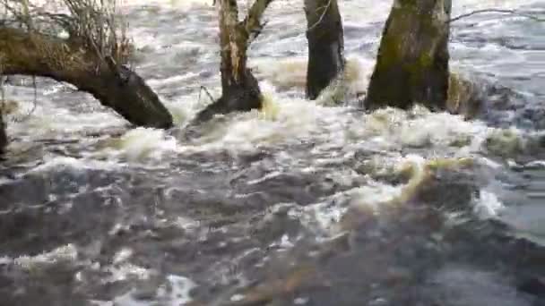 Stromende Lente Rivier Schiet Door Bomen Het Voorjaar Zweedse Natuur — Stockvideo